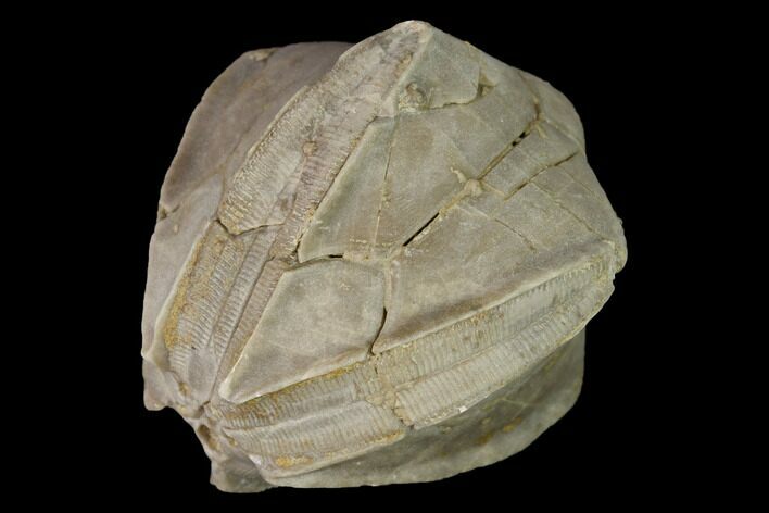 Blastoid (Pentremites) Fossil - Tennessee #155907